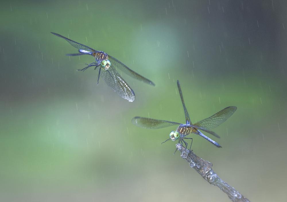 Dragonfly von Larry Deng
