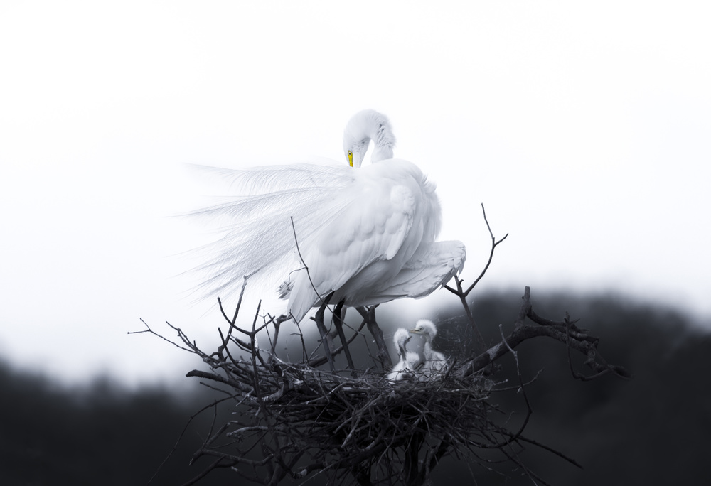 Mother and baby birds von Larry Deng