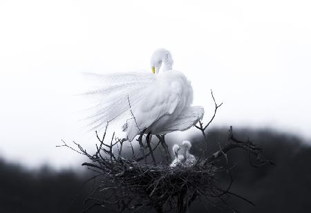 Mother and baby birds