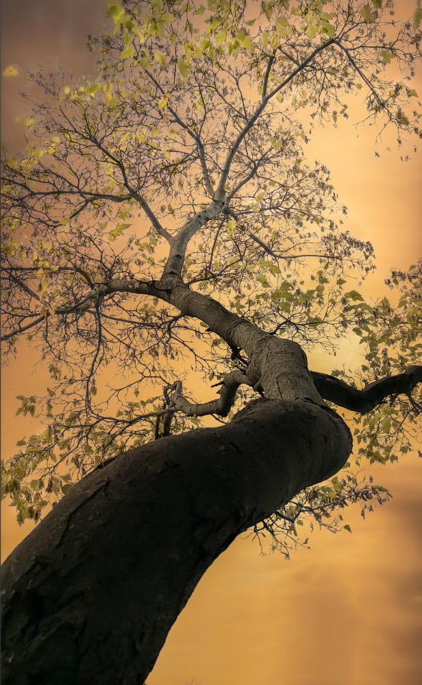 Look up von Larry Deng