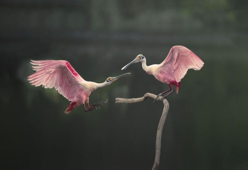 Roseate spoonbils von Larry Deng