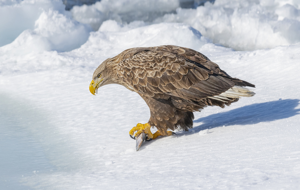 White-tailed Eagle von Larry Deng