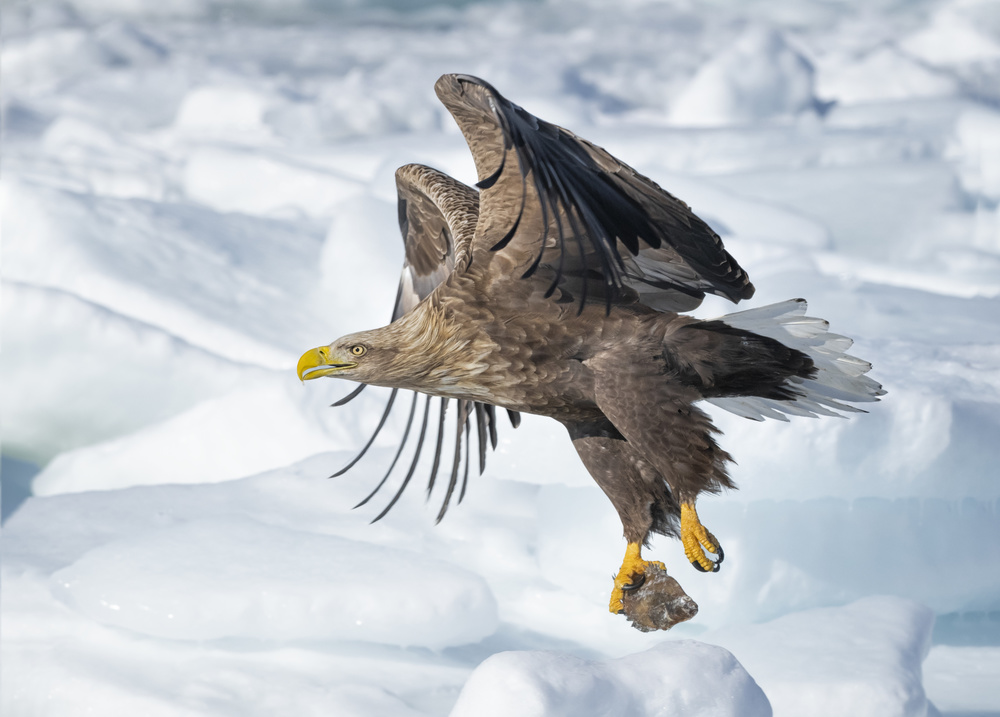 White-tailed Eagle in action von Larry Deng