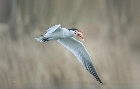 Tern