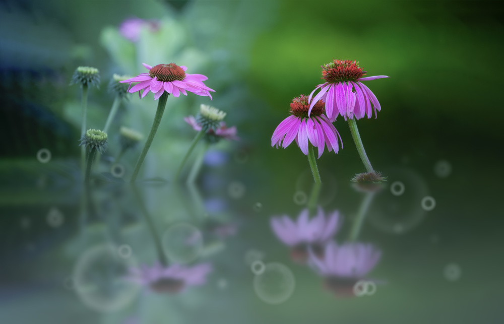 Summer garden von Larry Deng