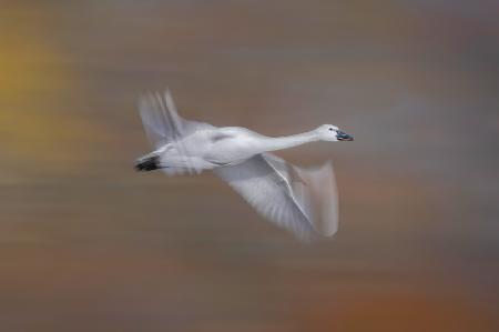 Tundra swan