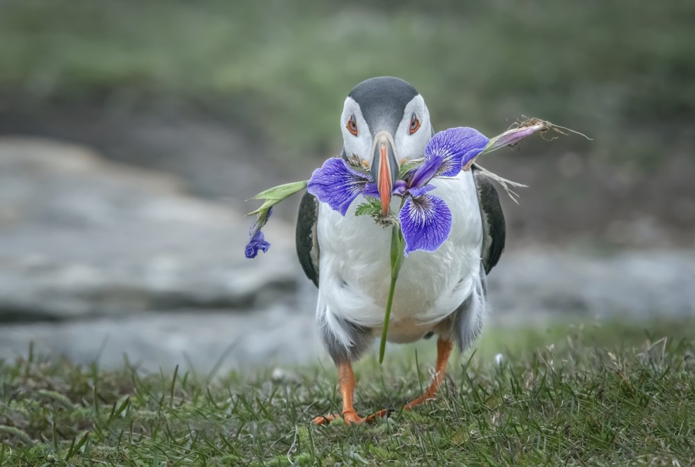 Valentine day von Larry Deng
