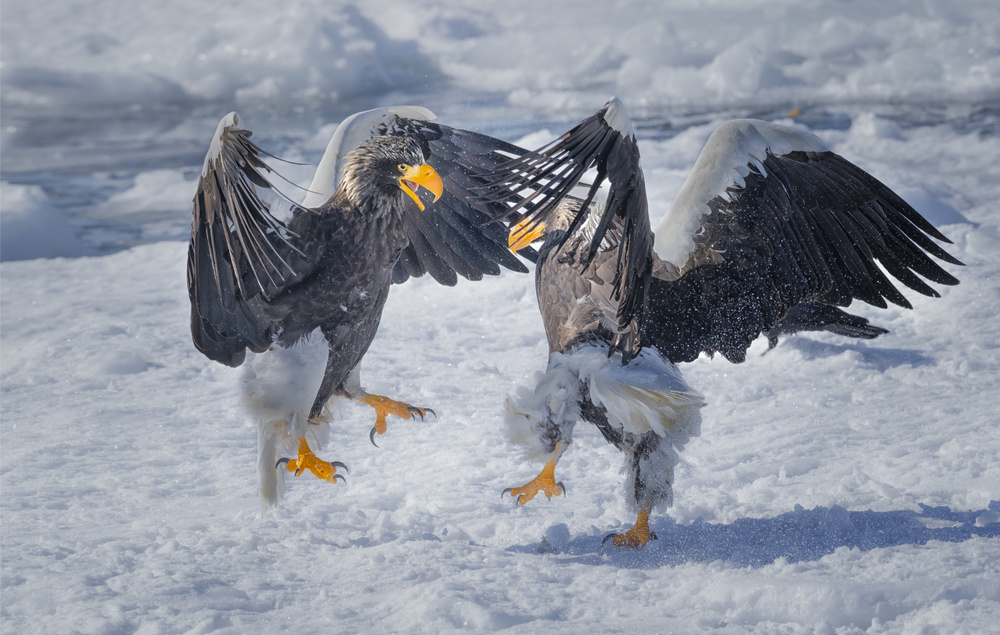 Wanna dance ? von Larry Deng