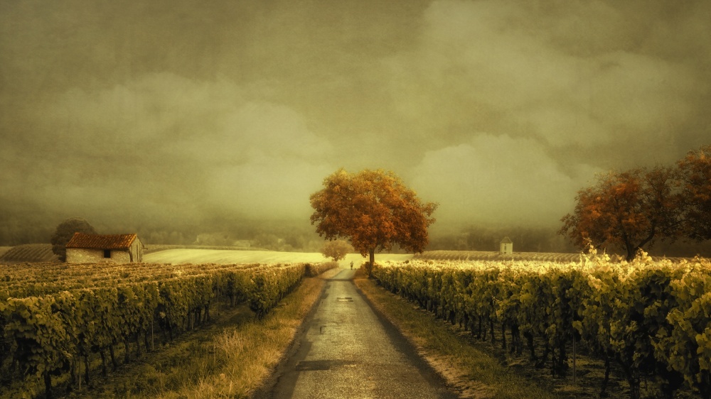 Through the Vineyard von Lars Van De Goor