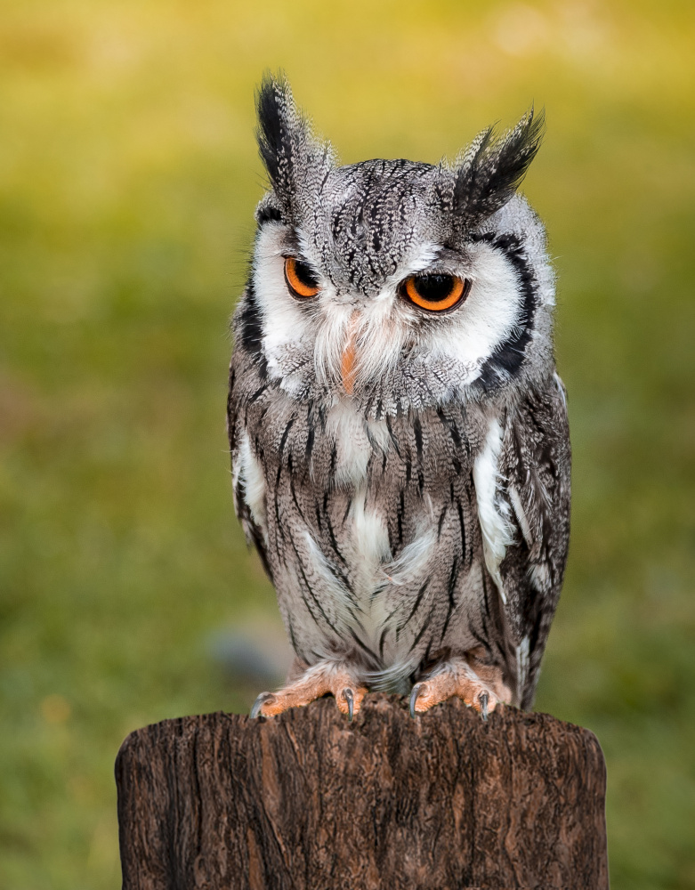 Owl von Laruelle Philippe