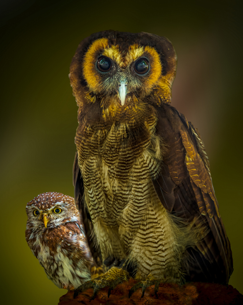 Owl von Laruelle Philippe