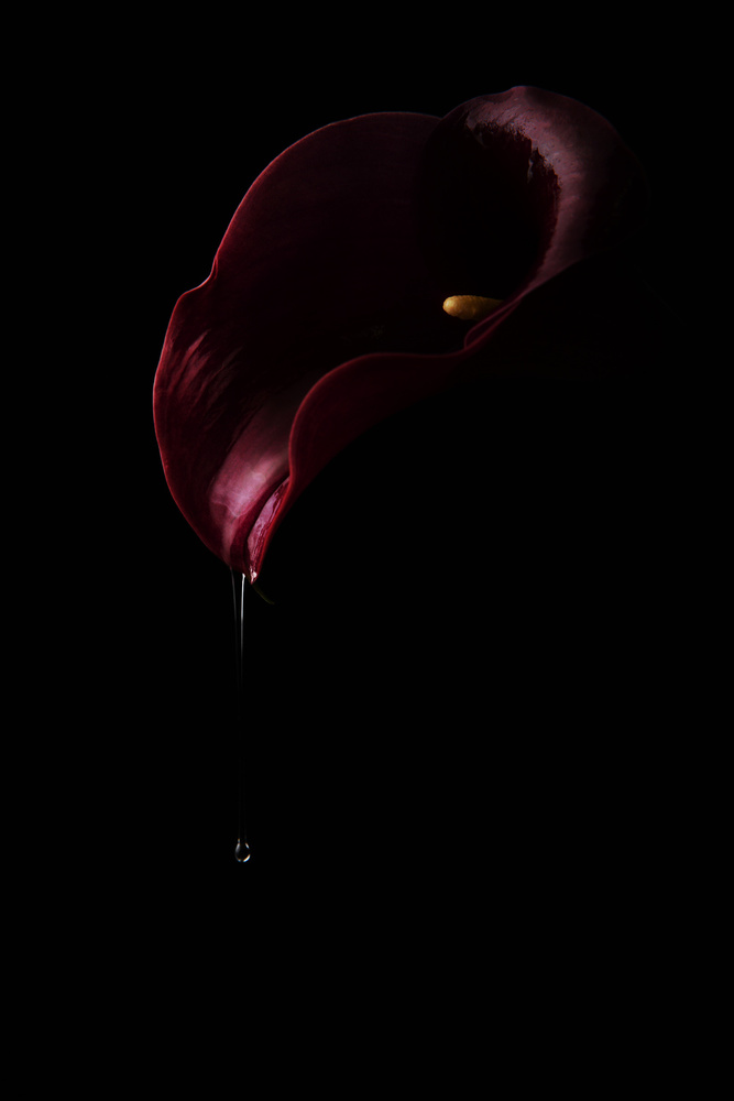 Dripping red von Laura Benvenuti