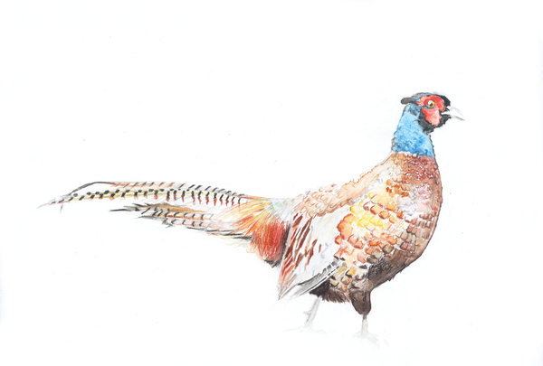 Pheasant von Laura Dennis