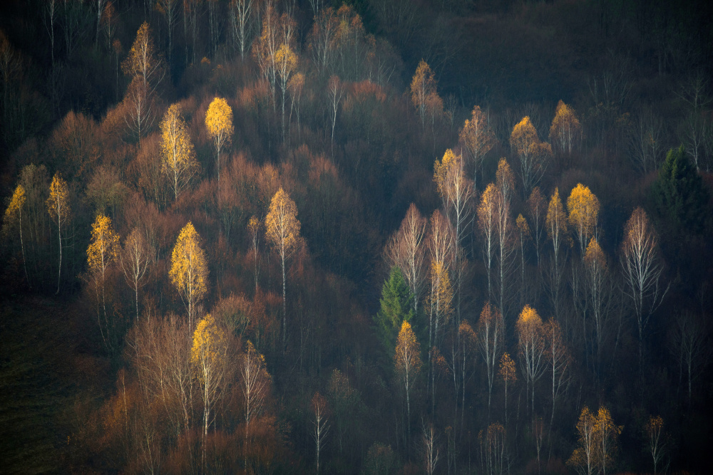 Late Autumn von Lazar Ioan Ovidiu