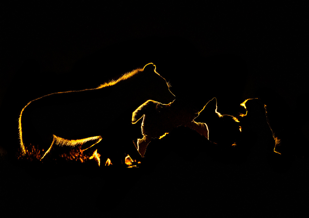 The fight in the night von Leah Xu