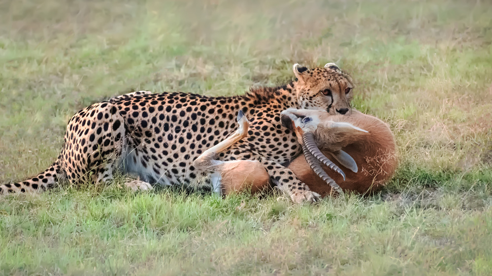 Lost One for Another Survive von Leah Xu