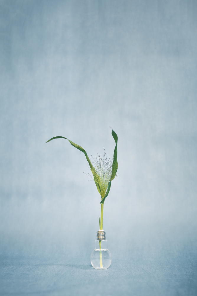 grass in the blue von Lech Radecki