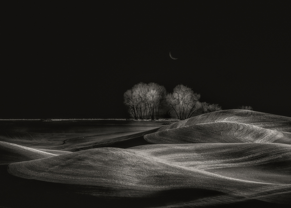 Silent Fields von Leechee Z