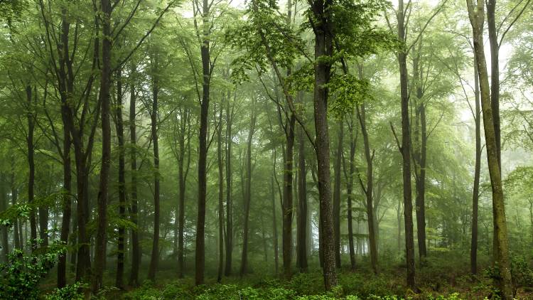 Forest... von Leif Landal