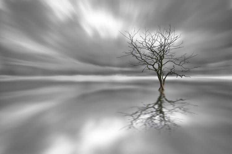 Ghost Tree von Leif Landal