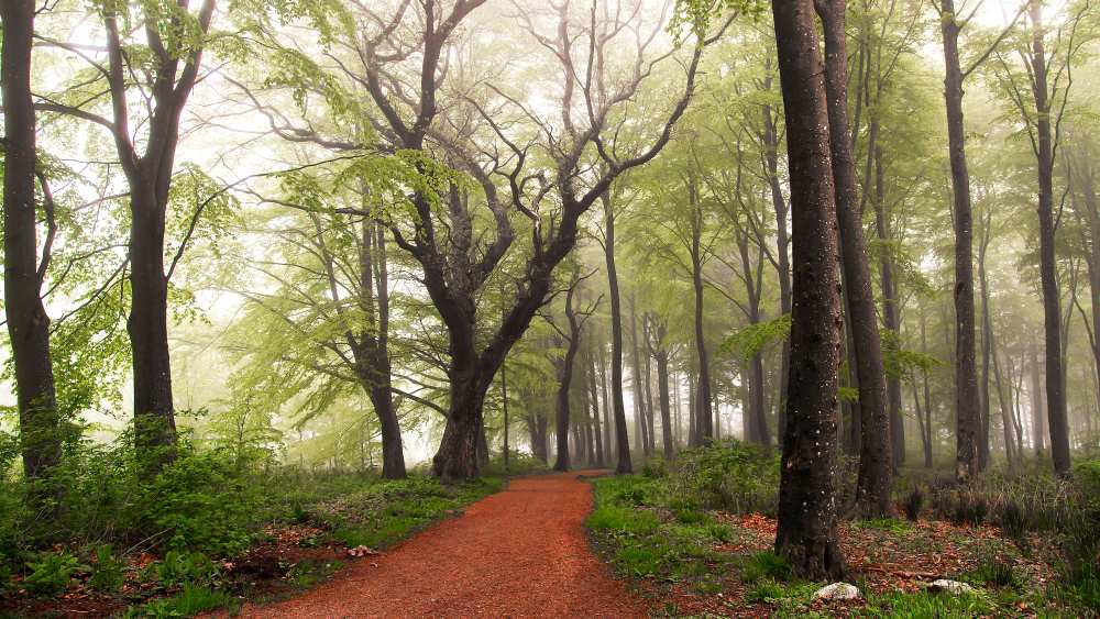 Follow the red path. von Leif Løndal