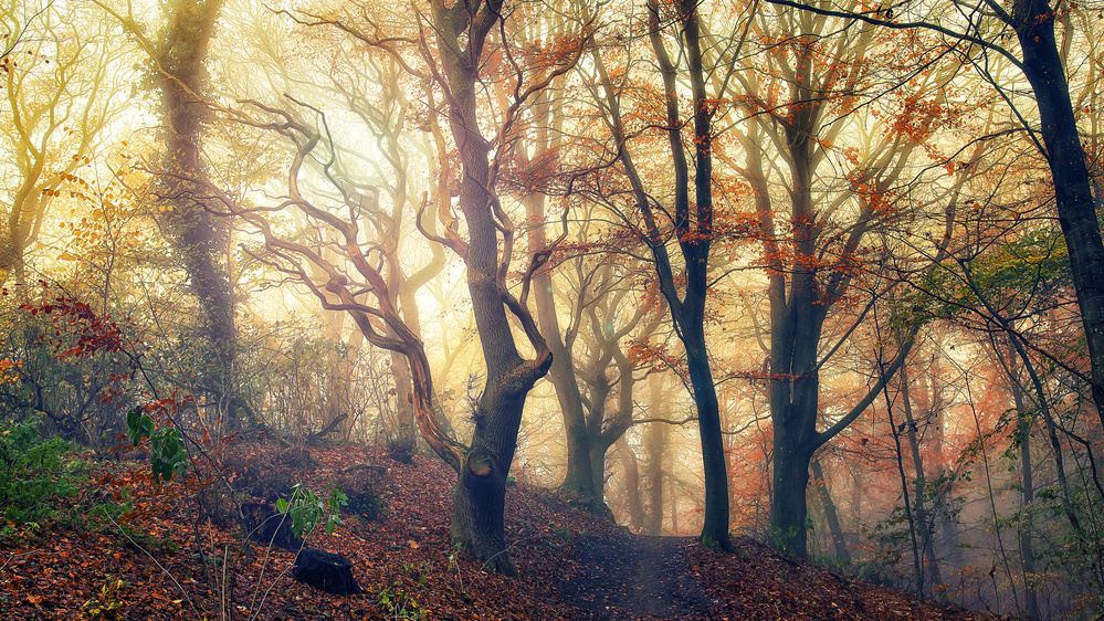 Autumn morning von Leif Løndal