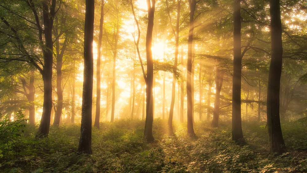 It's nice to love....... von Leif Løndal