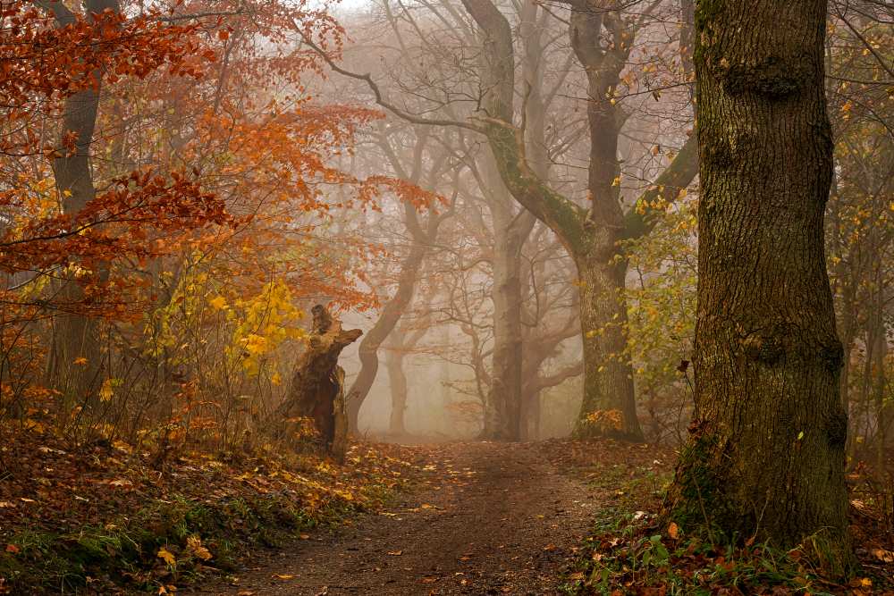 My autumn walk von Leif Løndal
