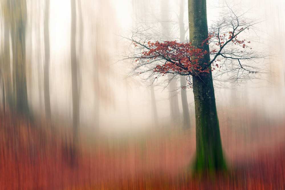 Red Leaves and the hidden path. von Leif Løndal