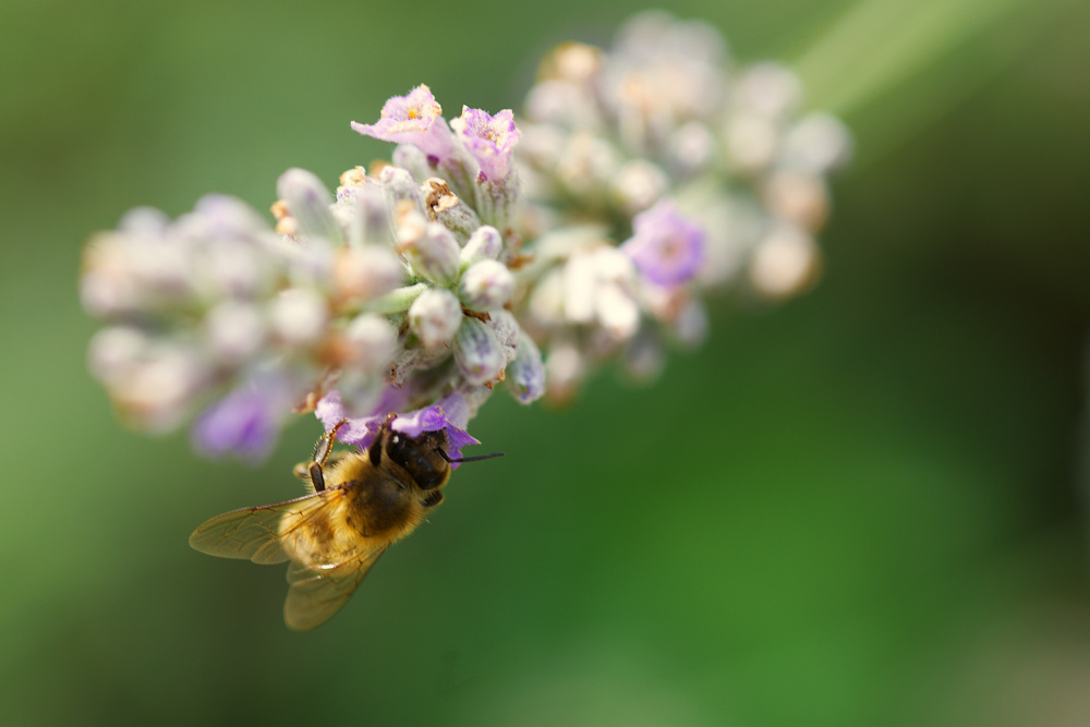 Bee on lavender von Leon