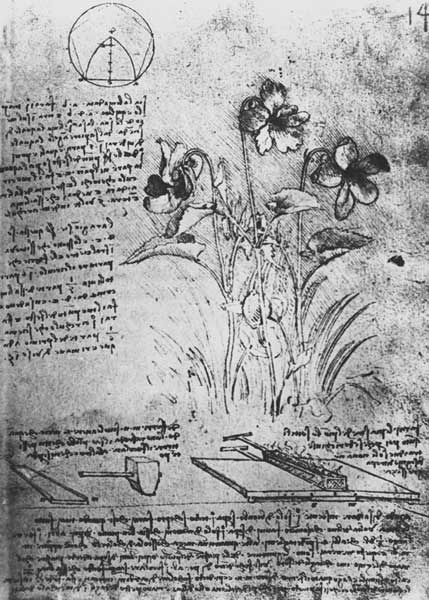 Studies of Violas (Viola odorata and Viola canina), fol. 14r from Manuscript B, c.1487-90 (pen and i von Leonardo da Vinci