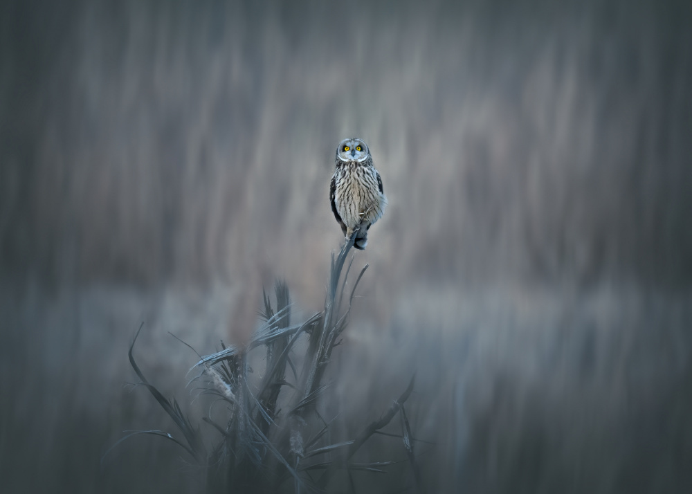 The Stare von Li Chen