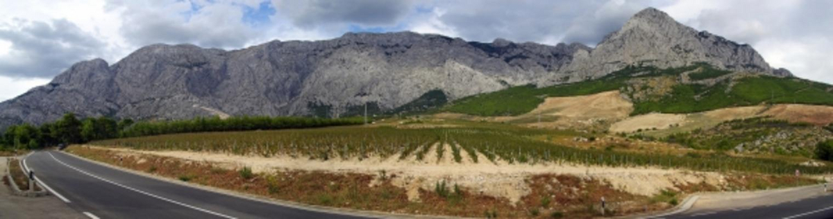 Weinberg 04 von Liane Matrisch