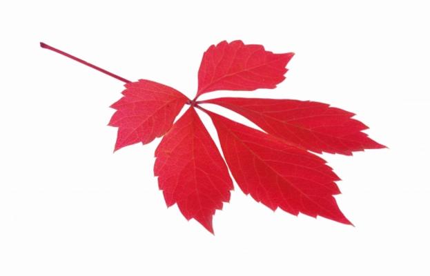 Wilder Wein 11 von Liane Matrisch