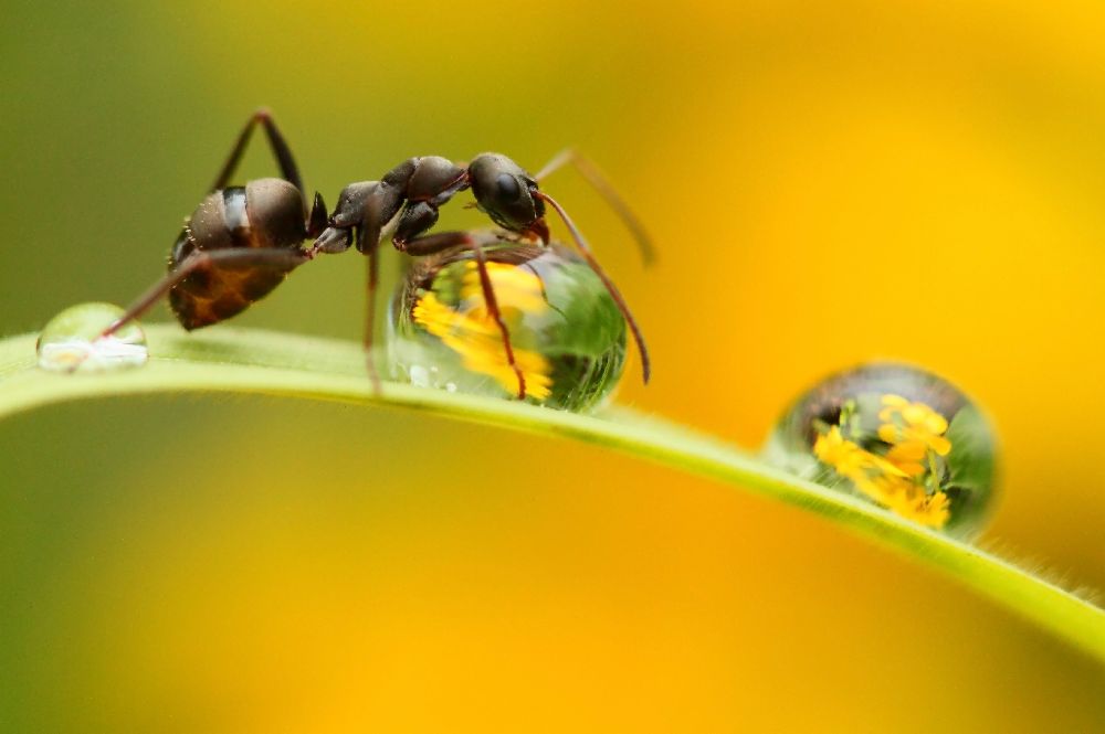 süßer Tau von liangdawei