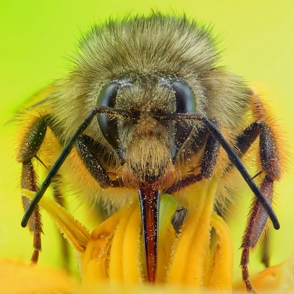 the bee portrait von liangdawei(梁大伟）