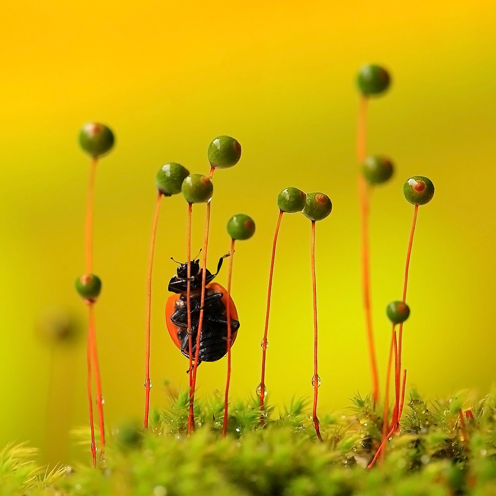 Autumn fairy tale von liangdawei(梁大伟）