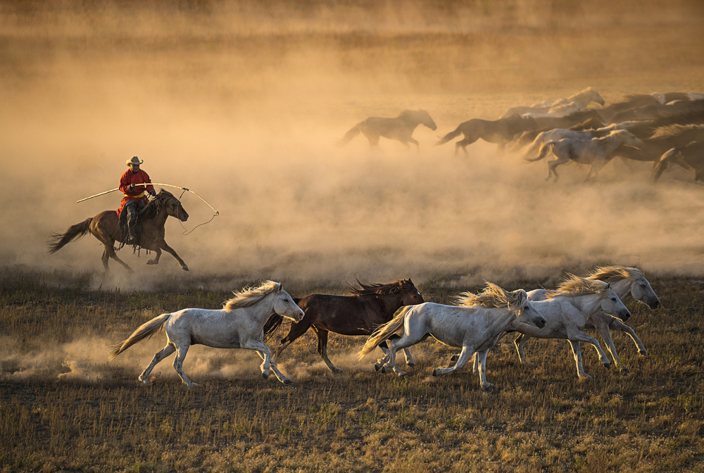 Mongolia Horses von Libby Zhang