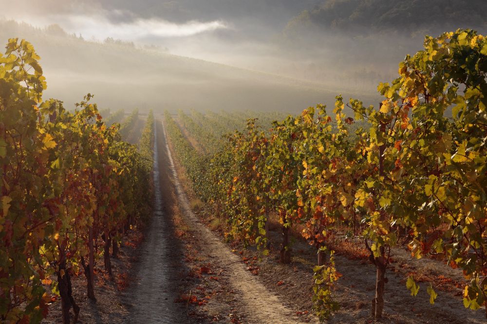 Nebbio von Liesbeth van der Werf