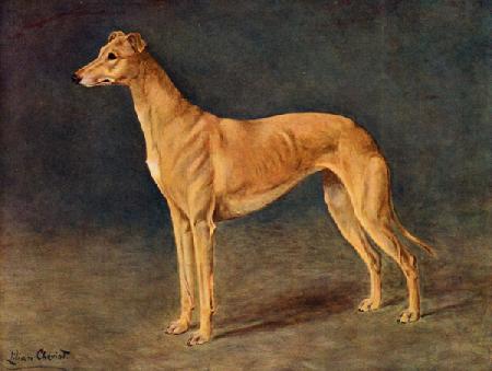 The Successful Coursing Greyhound Bitch Age of Gold
