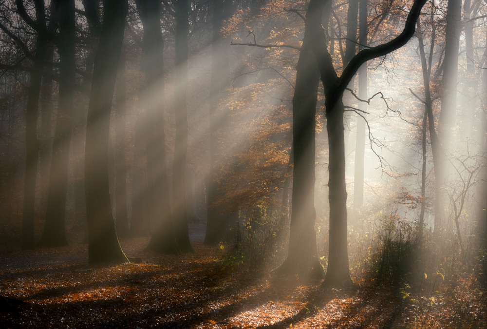 Morning-walk von Liliane Lathouwers