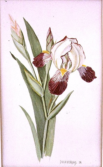 Botanical Iris, 1996 (w/c on paper)  von Lillian  Delevoryas