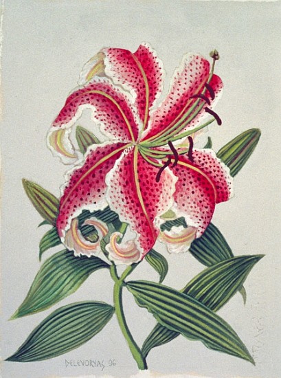 Botanical Lily, 1996 (w/c on paper)  von Lillian  Delevoryas