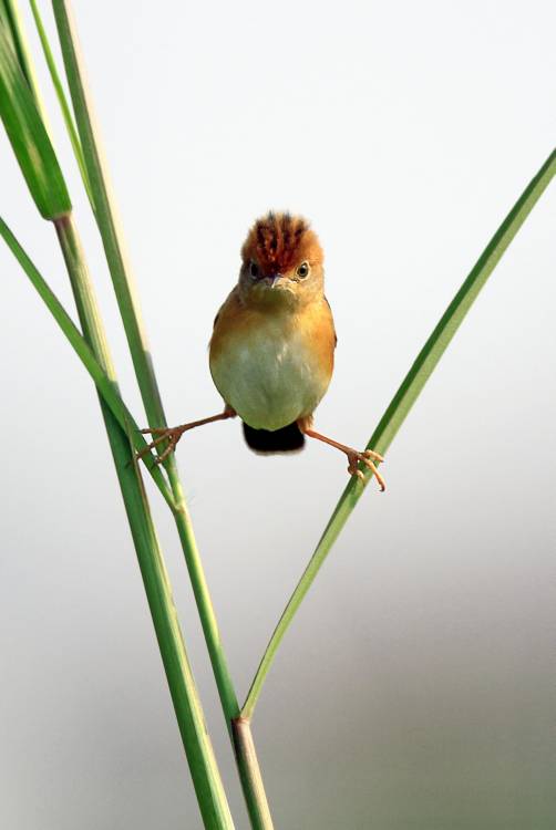 Kung Fu Master von Lina Gunawan