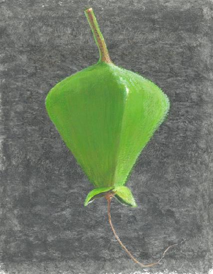 Barringtonia Acutangula