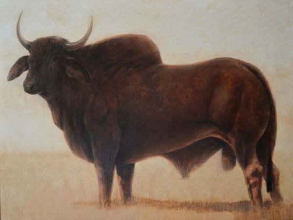 Brahmin Bull von Lincoln  Seligman