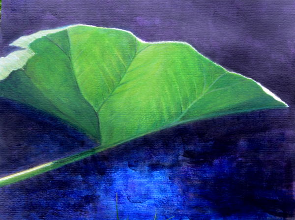 Gunnera Leaf von Lincoln  Seligman