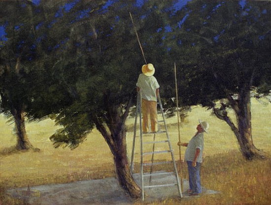 Olive Pickers, 1985 (acrylic on canvas)  von Lincoln  Seligman