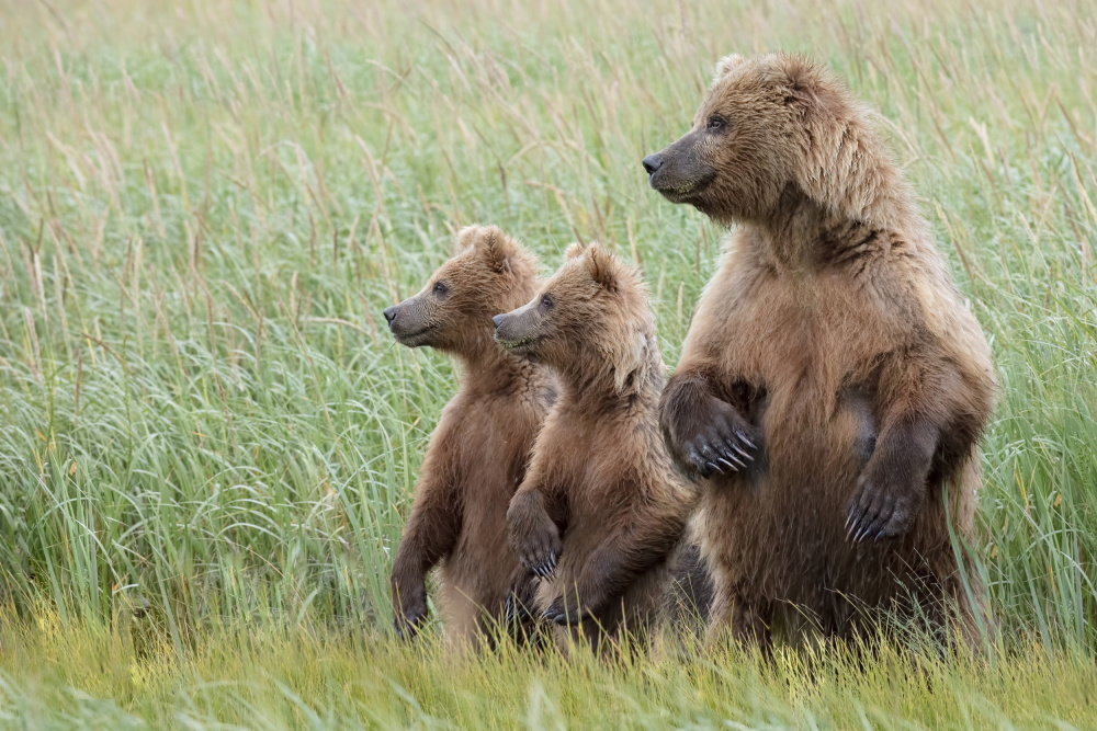 Alert to Their Surroundings von Linda D Lester