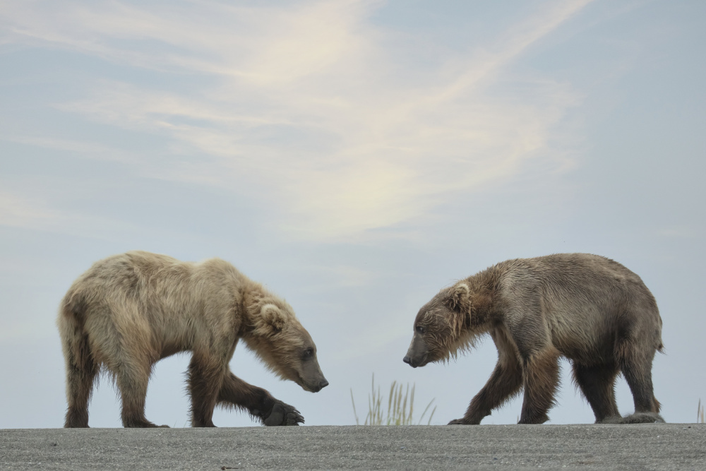 On Their Own von Linda D Lester